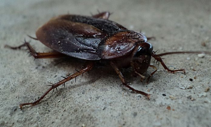 Scientists think Cockroach Milk could be the Super food of the Future