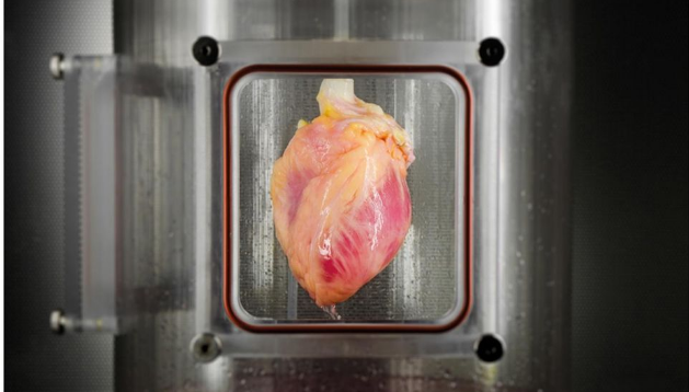 Scientists Grow Full-Sized, Beating Human Hearts From Stem Cells