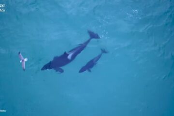 Killer whales hunt cooperatively on the Norwegian coast | Science News