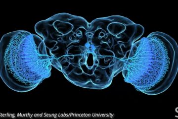 Take a close look at a fruit fly’s neurons | Science News