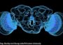 Take a close look at a fruit fly’s neurons | Science News