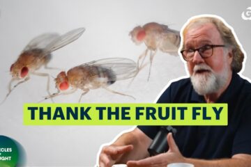 How the Fruit Fly Revolutionized Biology | Sean B. Carroll