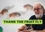 How the Fruit Fly Revolutionized Biology | Sean B. Carroll